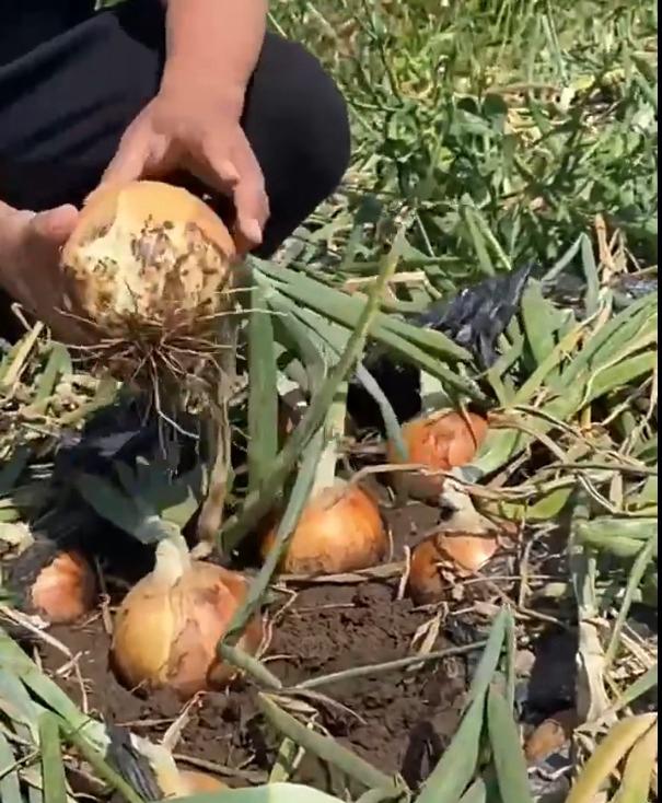 بذور وشتلات